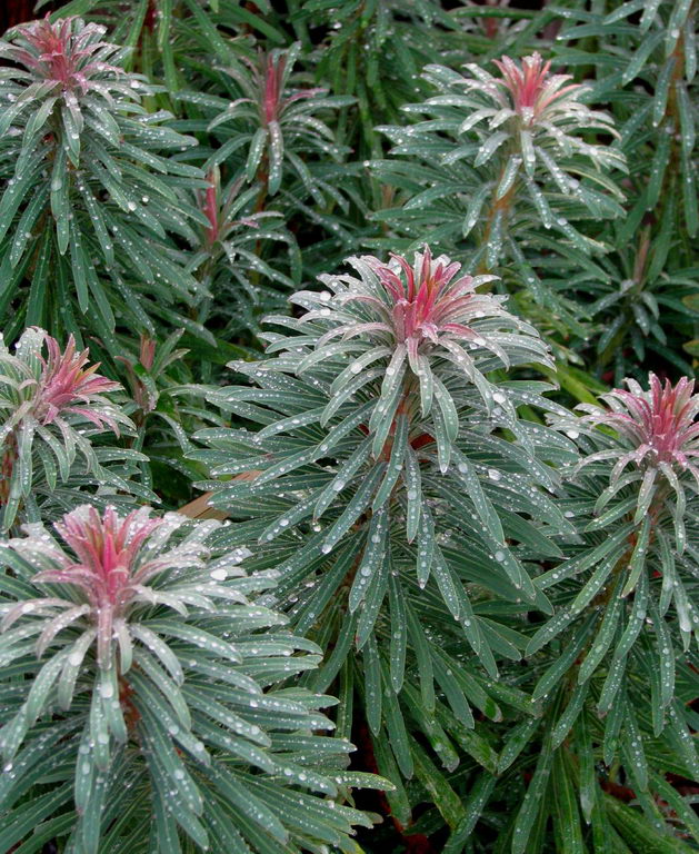 Euphorbia Wulfenii